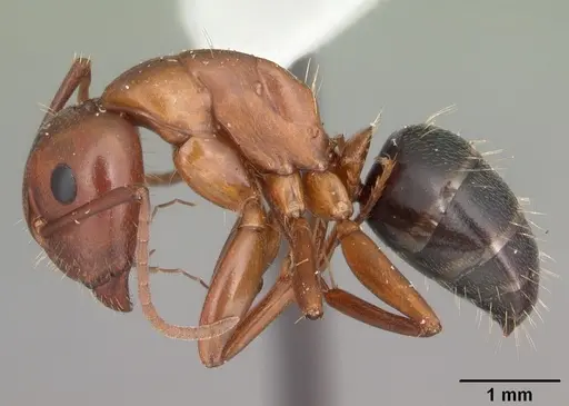 Camponotus discolor specimen CASENT0103670 image casent0103670_3