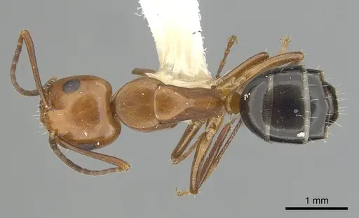 Camponotus discolor specimen CASENT0249369 image casent0249369_1