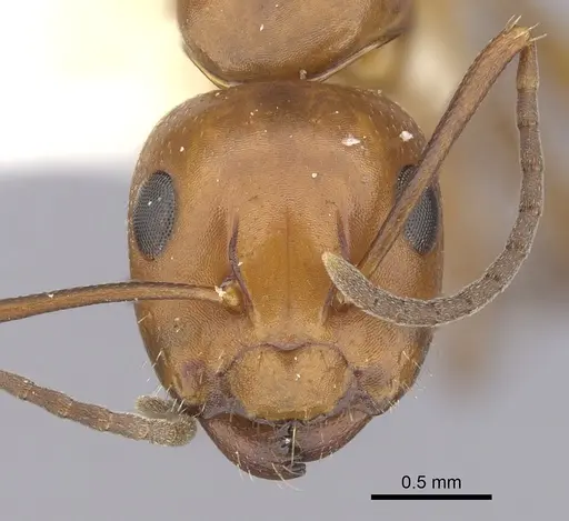 Camponotus discolor specimen CASENT0249369 image casent0249369_2