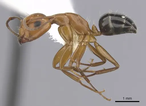 Camponotus discolor specimen CASENT0249369 image casent0249369_3