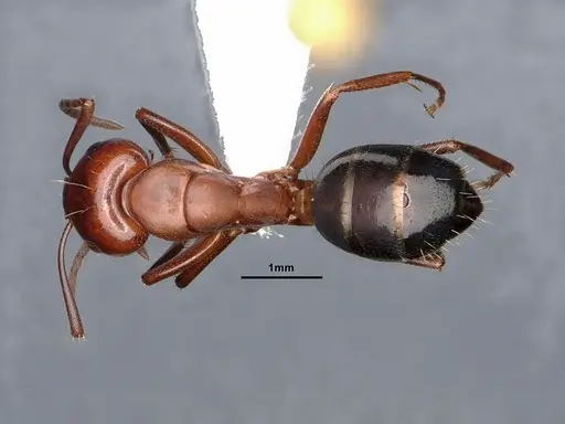 Camponotus discolor specimen CASENT0884337 image casent0884337_1