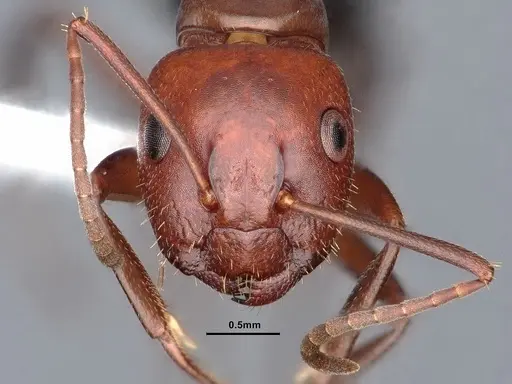 Camponotus discolor specimen CASENT0884337 image casent0884337_2