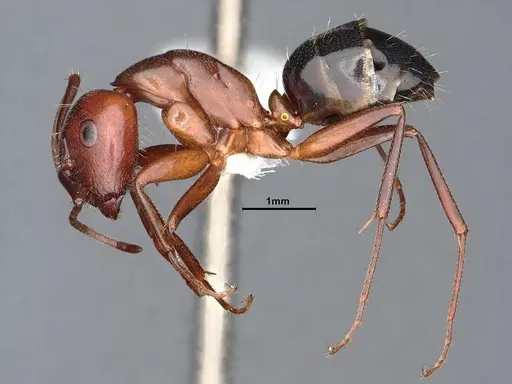 Camponotus discolor specimen CASENT0884337 image casent0884337_3