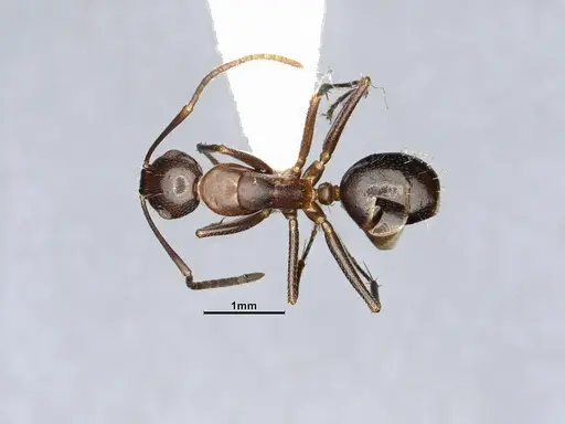 Camponotus discolor specimen MEM212576 image mem212576_1