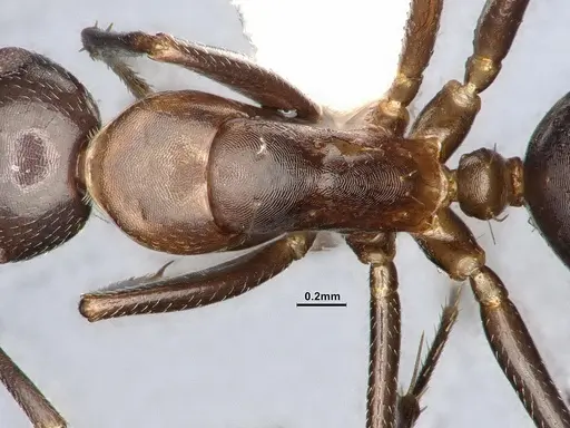 Camponotus discolor specimen MEM212576 image mem212576_2