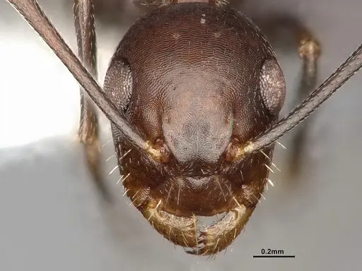 Camponotus discolor specimen MEM212576 image mem212576_3