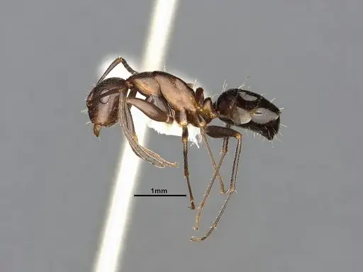 Camponotus discolor specimen MEM212576 image mem212576_4