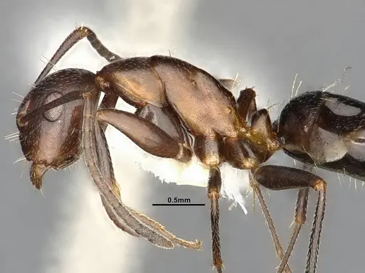 Camponotus discolor specimen MEM212576 image mem212576_5