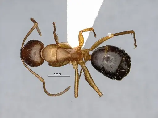 Camponotus discolor specimen MEM302218 image mem302218_1