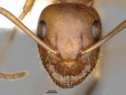 Camponotus discolor specimen MEM302218 image mem302218_2