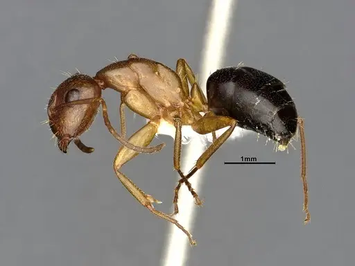 Camponotus discolor specimen MEM302218 image mem302218_3