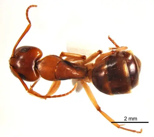 Camponotus discors specimen ANTWEB1008614 image antweb1008614_1