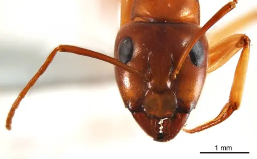 Camponotus discors specimen ANTWEB1008614 image antweb1008614_2
