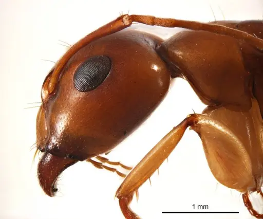 Camponotus discors specimen ANTWEB1008614 image antweb1008614_3