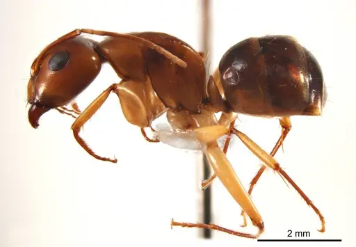 Camponotus discors specimen ANTWEB1008614 image antweb1008614_4