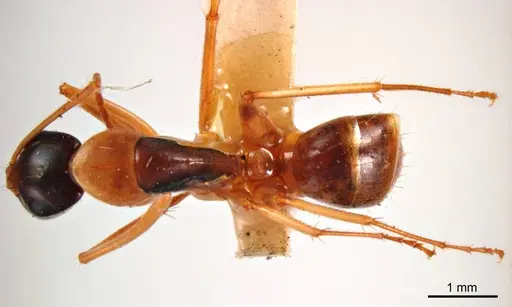Camponotus discors specimen ANTWEB1008615 image antweb1008615_1
