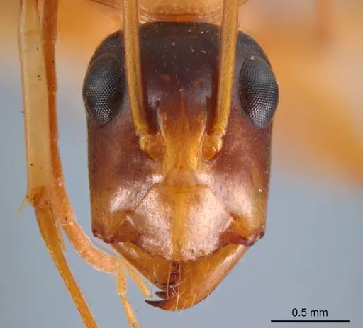 Camponotus discors specimen ANTWEB1008615 image antweb1008615_2