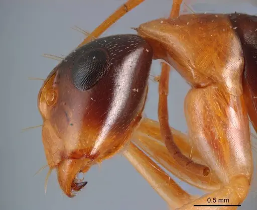 Camponotus discors specimen ANTWEB1008615 image antweb1008615_3