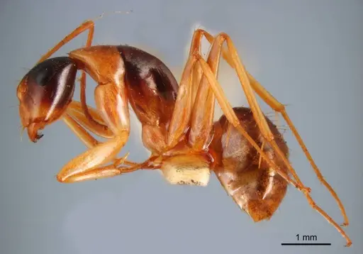 Camponotus discors specimen ANTWEB1008615 image antweb1008615_4