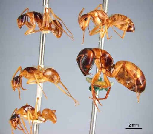 Camponotus discors specimen ANTWEB1008615 image antweb1008615_5