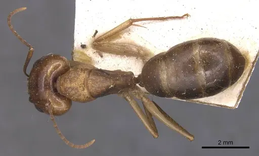 Camponotus discors specimen CASENT0905226 image casent0905226_1