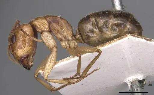 Camponotus discors specimen CASENT0905226 image casent0905226_3