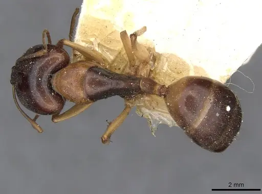 Camponotus discors specimen CASENT0910290 image casent0910290_1