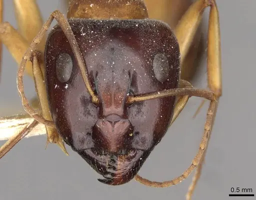 Camponotus discors specimen CASENT0910290 image casent0910290_2