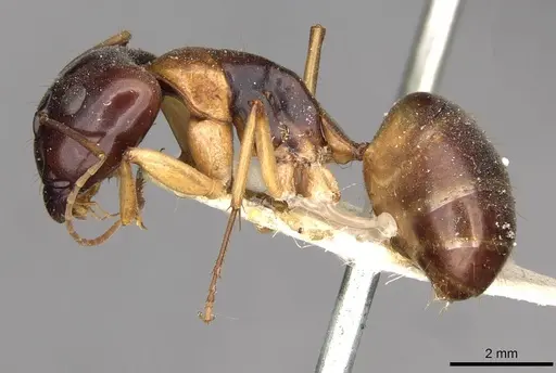 Camponotus discors specimen CASENT0910290 image casent0910290_3