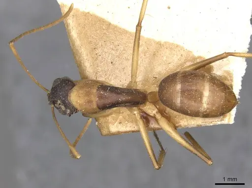 Camponotus discors specimen CASENT0910291 image casent0910291_1