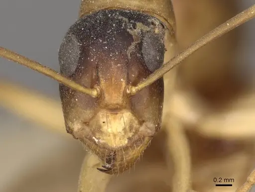 Camponotus discors specimen CASENT0910291 image casent0910291_2