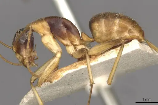 Camponotus discors specimen CASENT0910291 image casent0910291_3