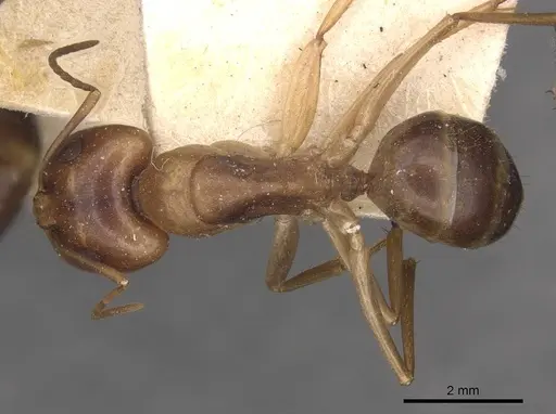 Camponotus discors specimen CASENT0910294 image casent0910294_1