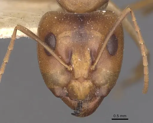 Camponotus discors specimen CASENT0910294 image casent0910294_2