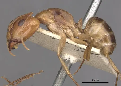 Camponotus discors specimen CASENT0910294 image casent0910294_3