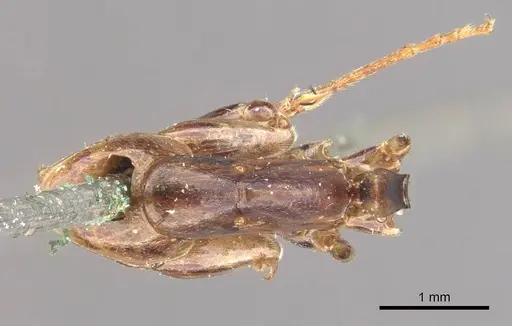 Camponotus discors specimen CASENT0910295 image casent0910295_1