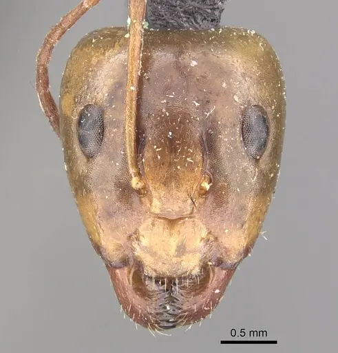 Camponotus discors specimen CASENT0910295 image casent0910295_2