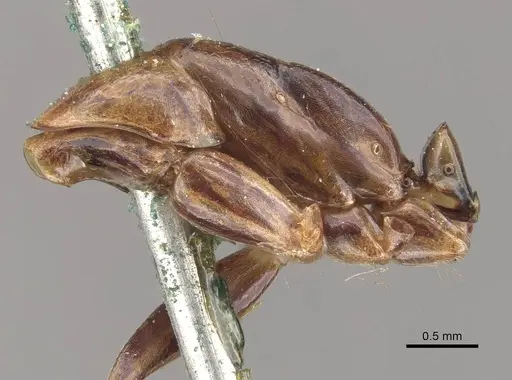 Camponotus discors specimen CASENT0910295 image casent0910295_4