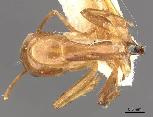 Camponotus discors specimen CASENT0910296 image casent0910296_1