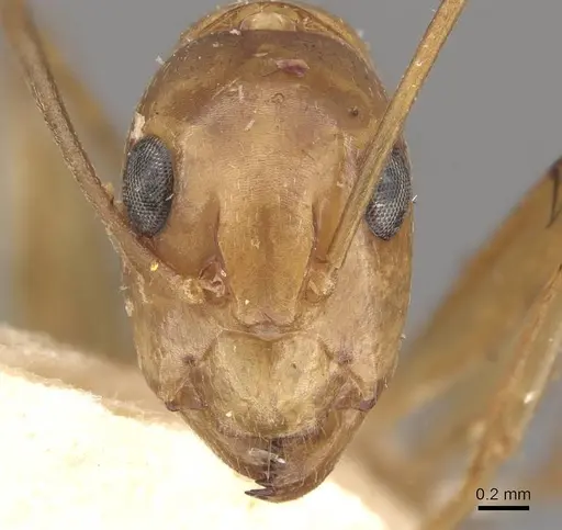 Camponotus discors specimen CASENT0910296 image casent0910296_3