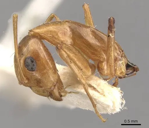 Camponotus discors specimen CASENT0910296 image casent0910296_4