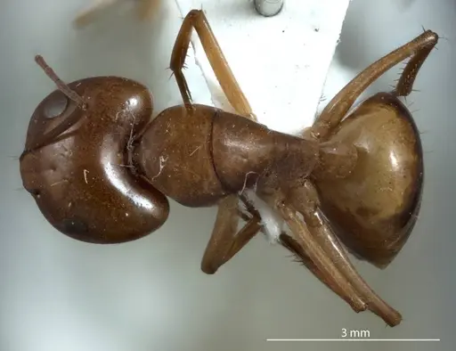 Camponotus discors specimen JDM32-001137 image jdm32-001137_1
