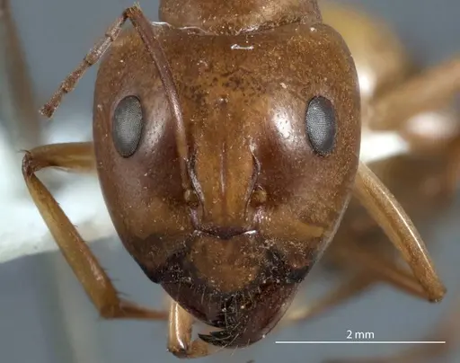 Camponotus discors specimen JDM32-001137 image jdm32-001137_2