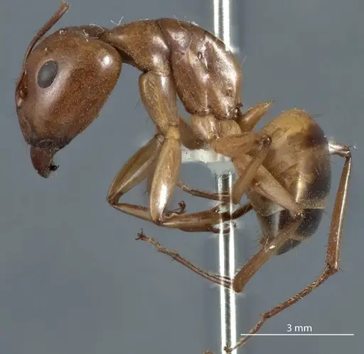 Camponotus discors specimen JDM32-001137 image jdm32-001137_3