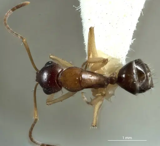 Camponotus discors specimen JDM32-001154 image jdm32-001154_1