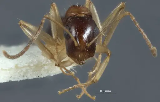 Camponotus discors specimen JDM32-001154 image jdm32-001154_2