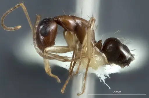 Camponotus discors specimen JDM32-001154 image jdm32-001154_3