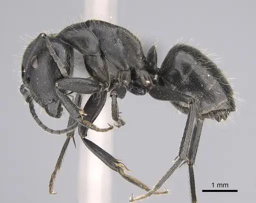 Camponotus distinguendus specimen CASENT0004625 image casent0004625_1