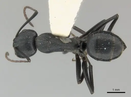 Camponotus distinguendus specimen CASENT0217641 image casent0217641_1