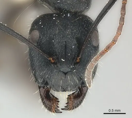 Camponotus distinguendus specimen CASENT0217641 image casent0217641_2